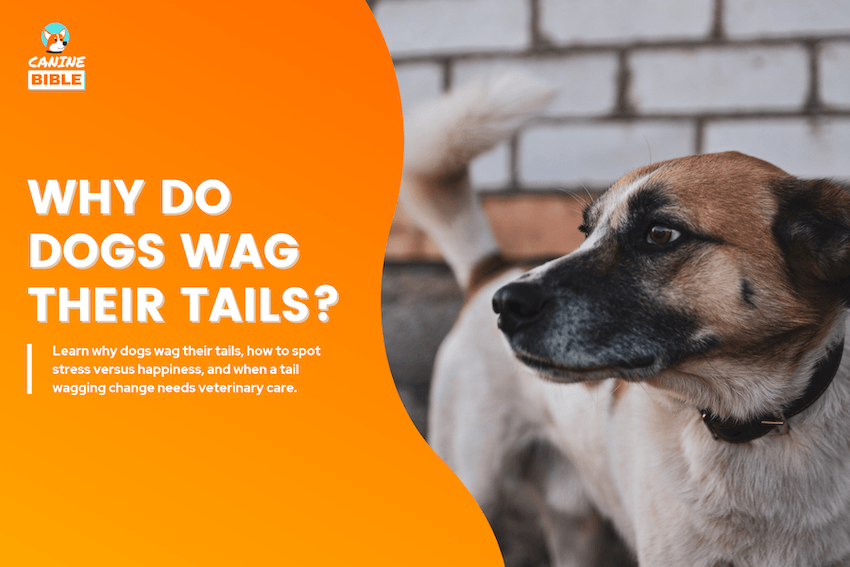 why do dogs wag their tails