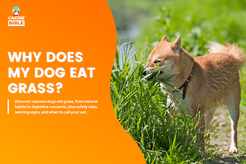 Why Does My Dog Eat Grass