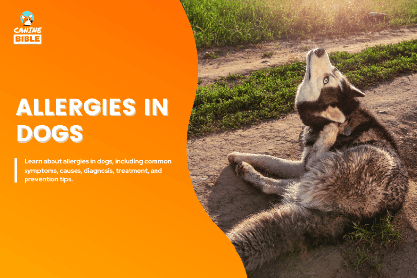 allergies in dogs