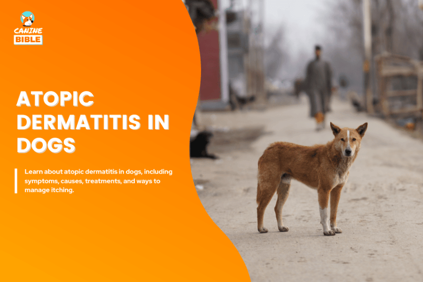 atopic dermatitis in dogs