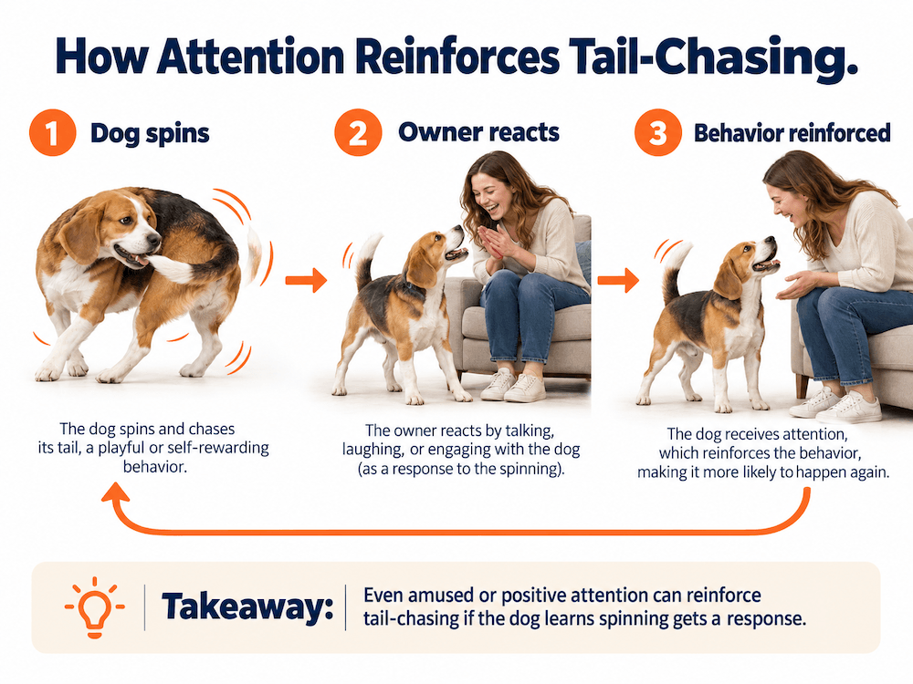 attention reinforces tail-chasing