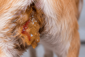 Representative image of coccidia in dogs
