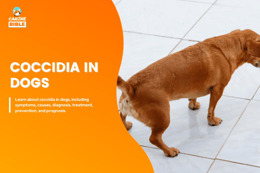 coccidia in dogs