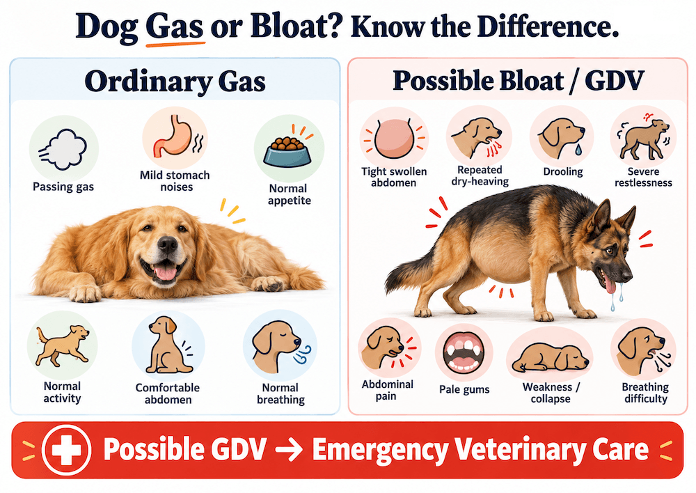 dog gas or bloat