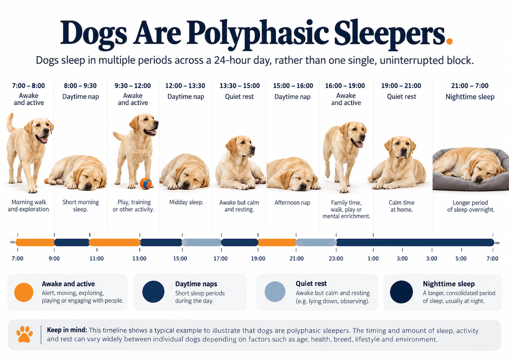 dogs are polyphasic sleepers