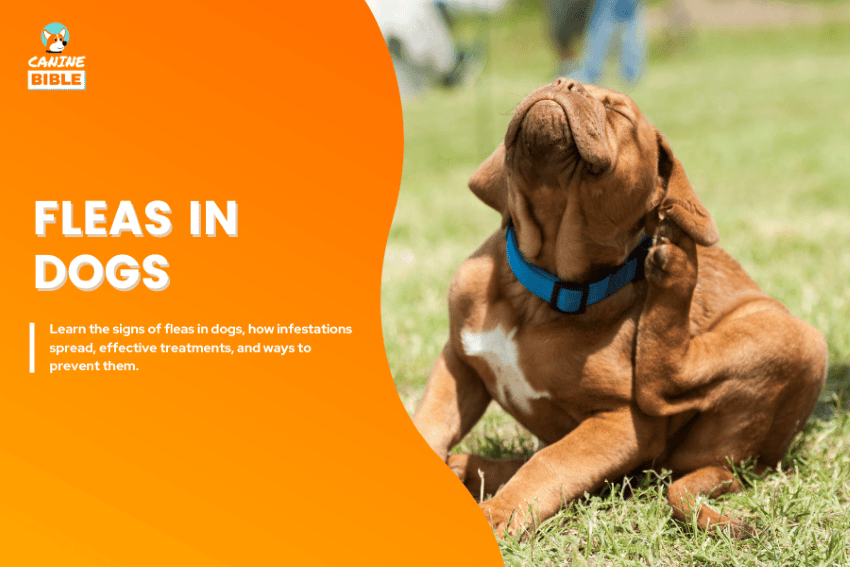 fleas in dogs