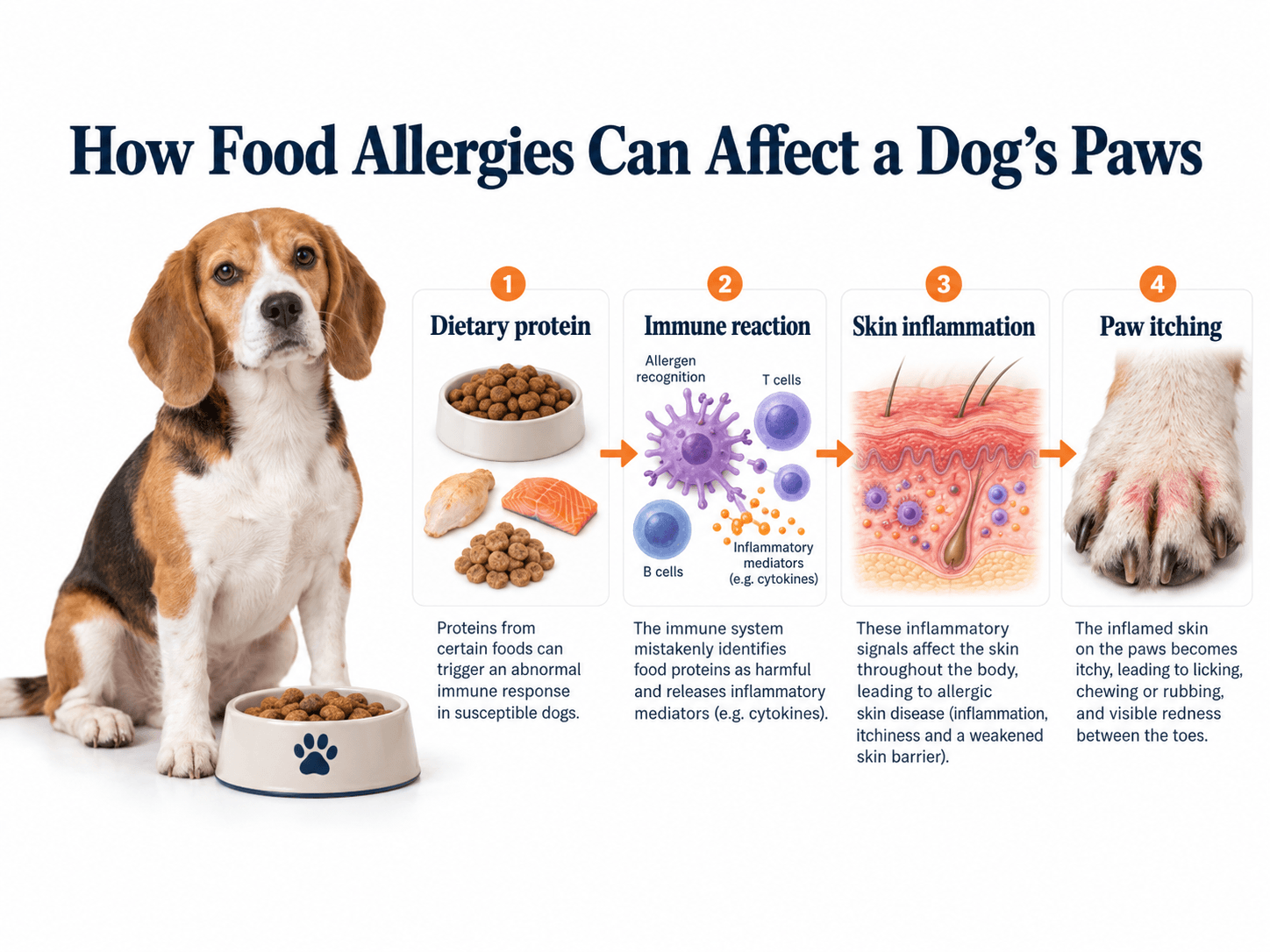 food allergies can affect dogs' paws