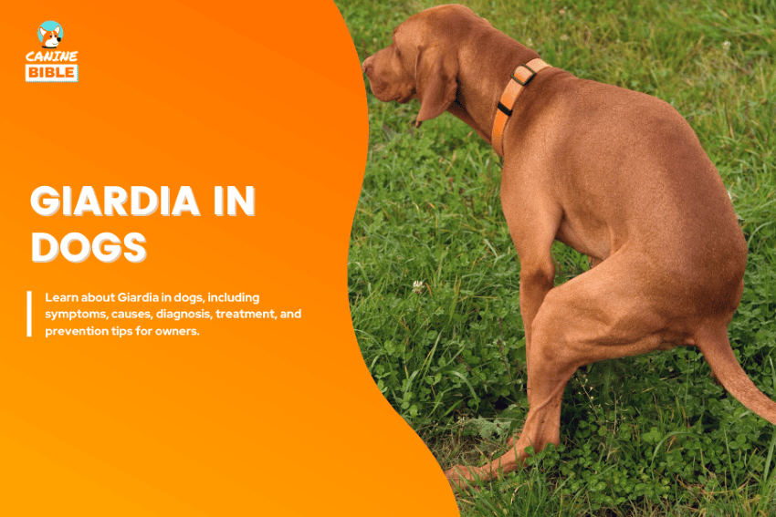 giardia in dogs