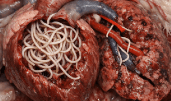 Heartworms in dogs - veterinary condition illustration
