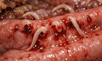 Hookworms in dogs condition illustration
