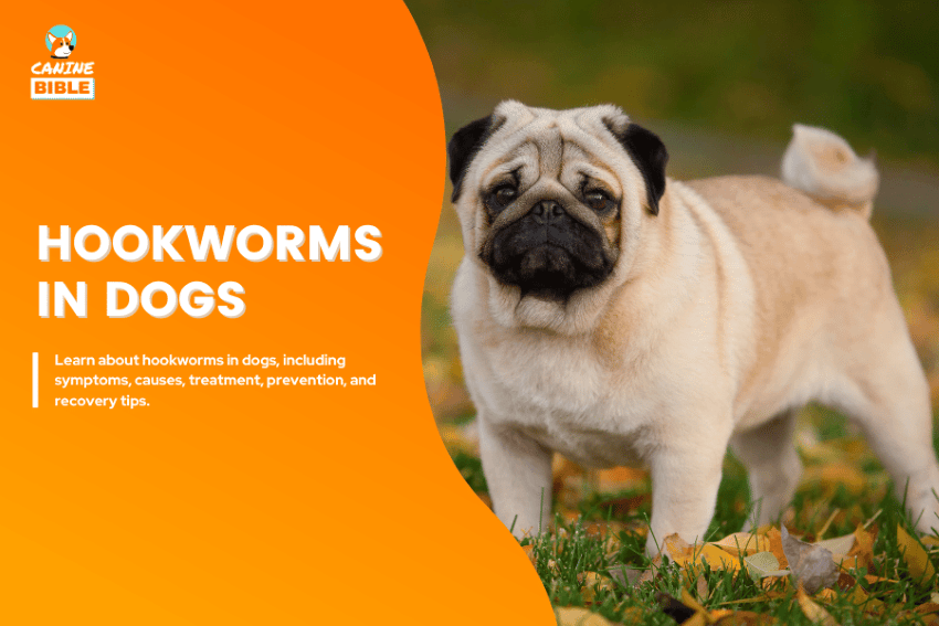 hookworms in dogs