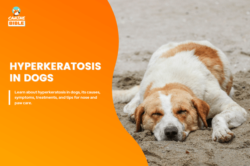 hyperkeratosis in dogs