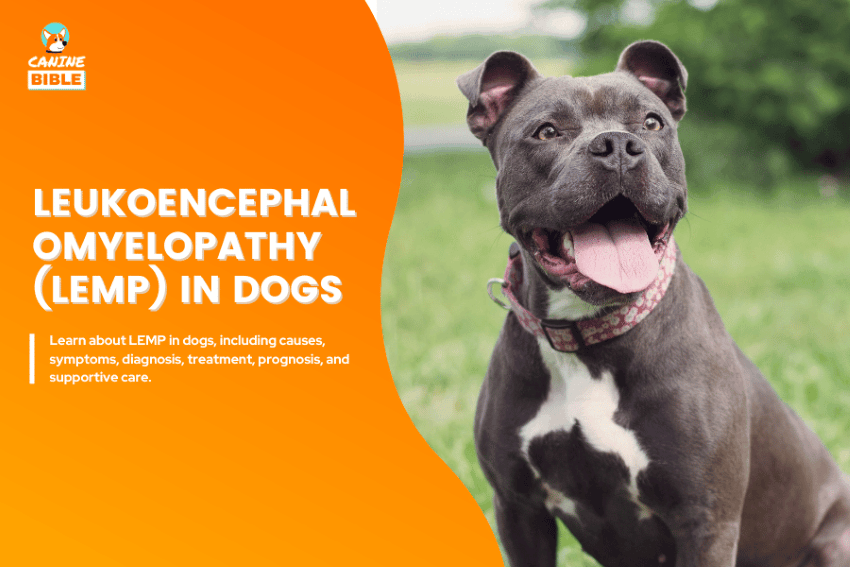 Leukoencephalomyelopathy (LEMP) in dogs