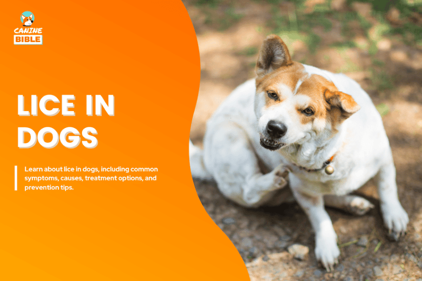 lice in dogs