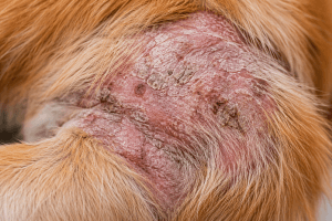 Dog showing skin and coat changes associated with mange