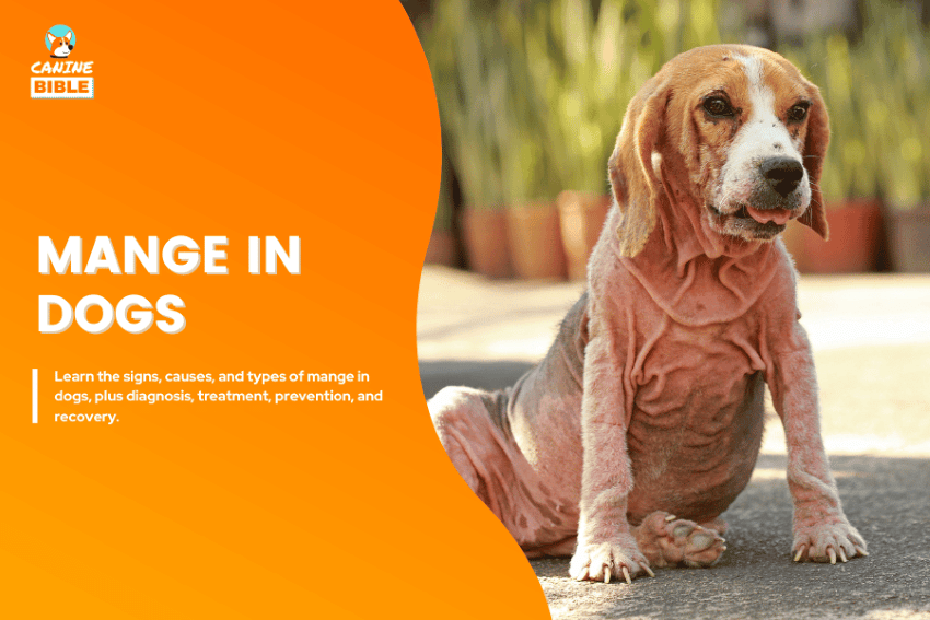 mange in dogs