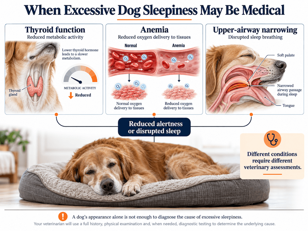 medical reasons for excessive sleeping in dogs