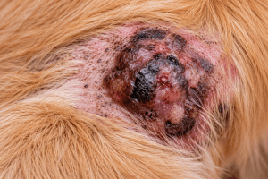 Melanoma in dogs condition illustration