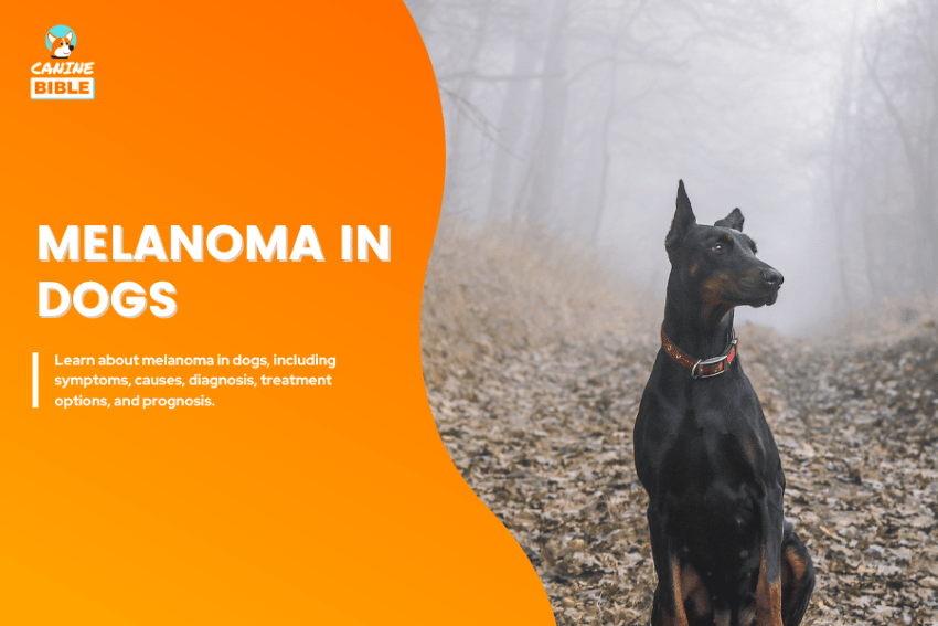 melanoma in dogs