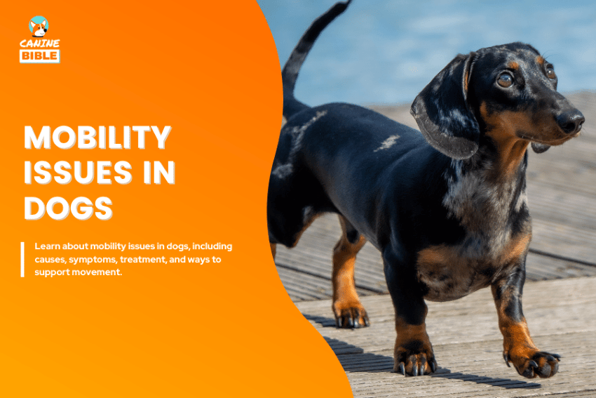 mobility issues in dogs