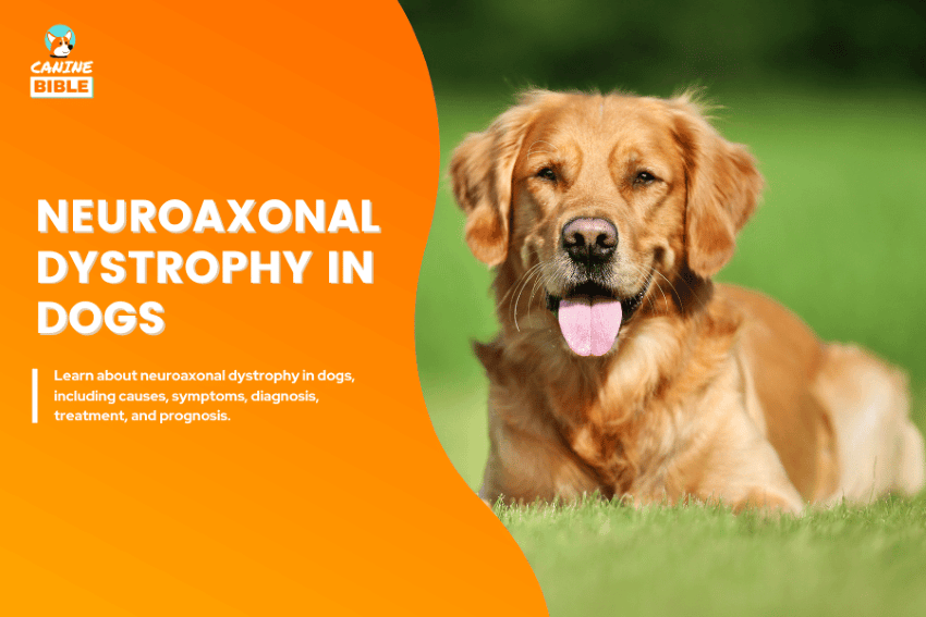 Neuroaxonal Dystrophy in Dogs