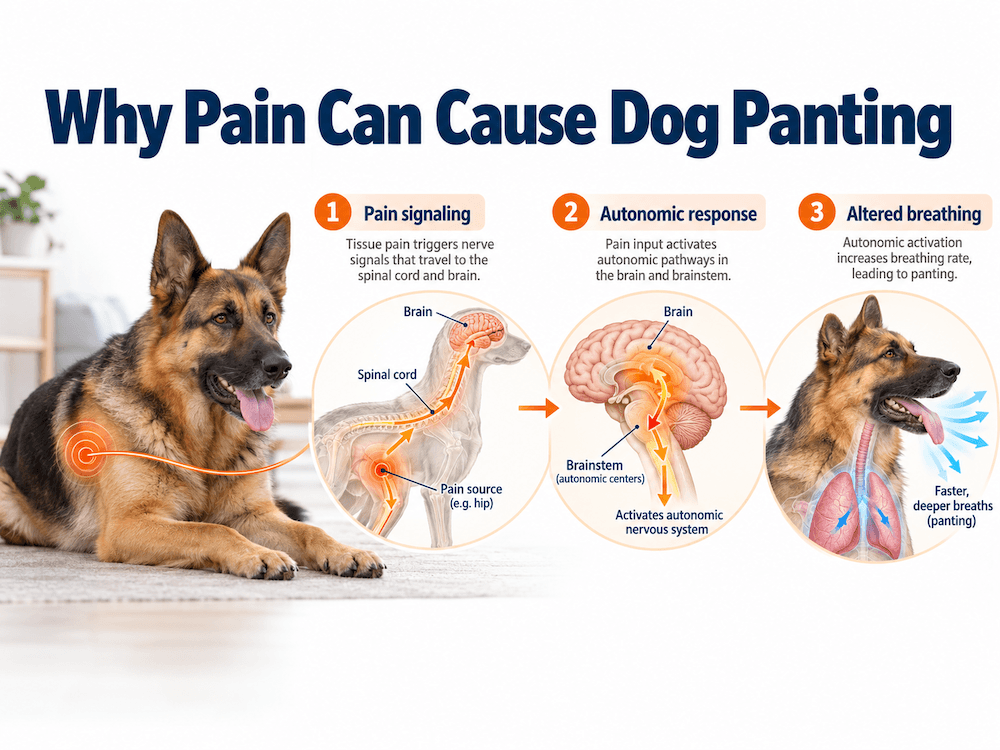 pain causing a dog to pant