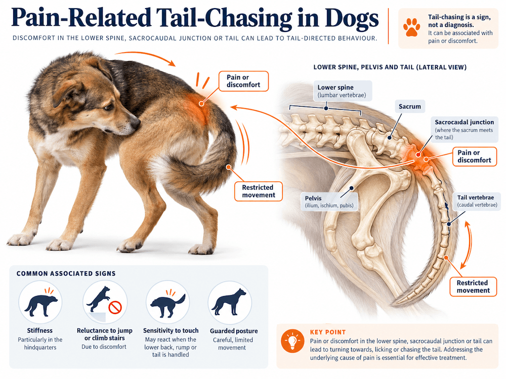 pain-related tail chasing