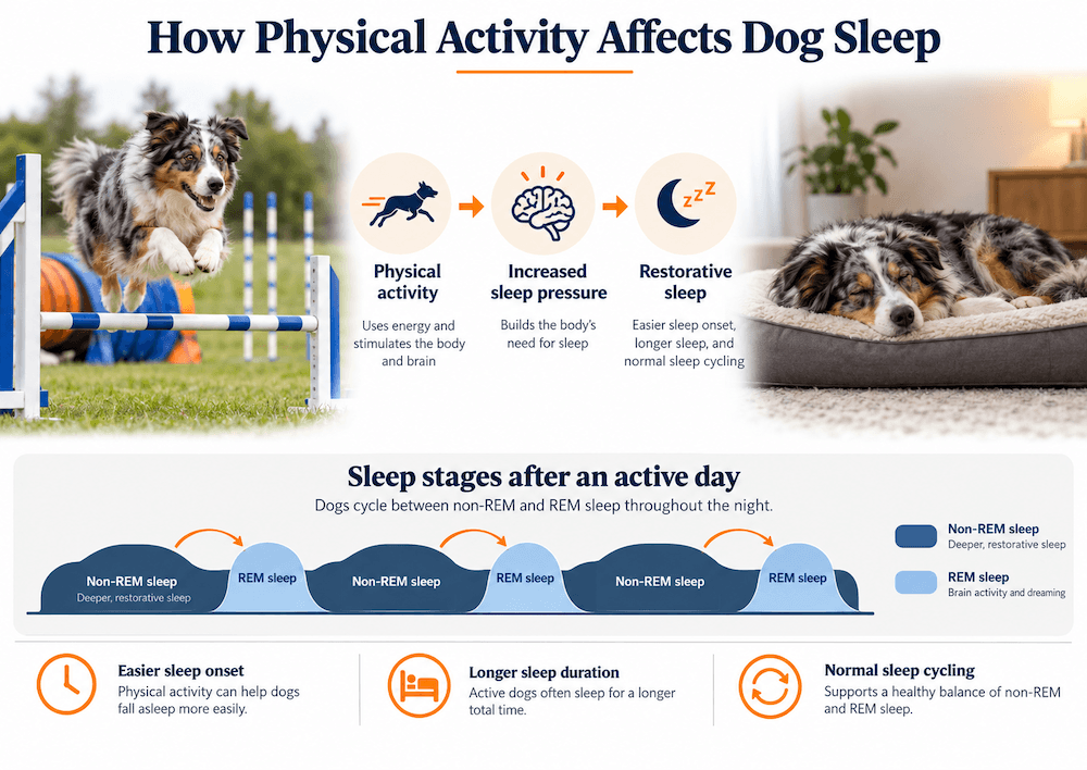 physical activity affects dog sleep