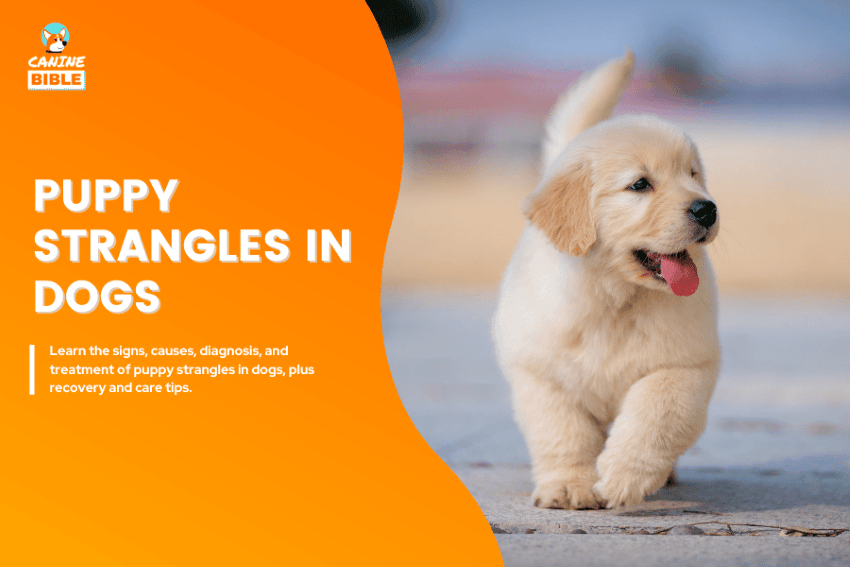 puppy strangles in dogs