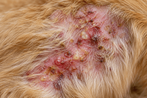 Dog with pyoderma, a bacterial skin condition that can cause redness, pustules, and crusting