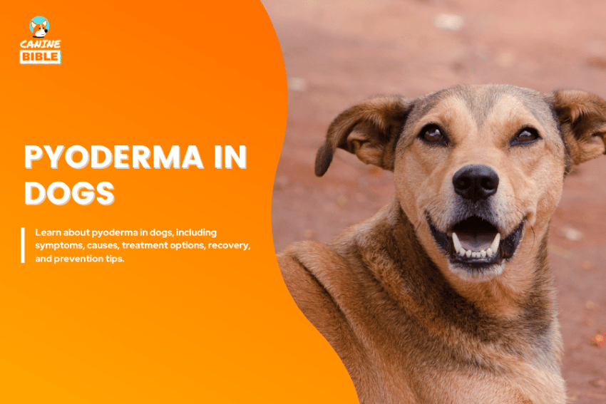 pyoderma in dogs