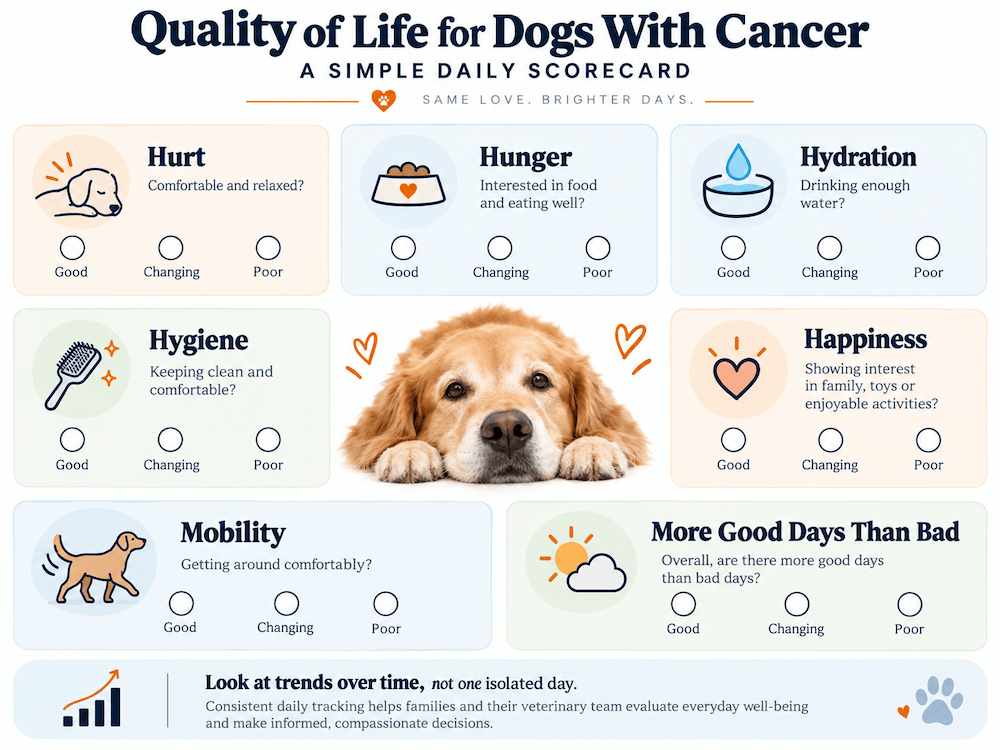 quality of life for dogs with cancer