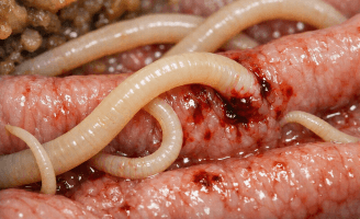 Roundworms in dogs condition illustration