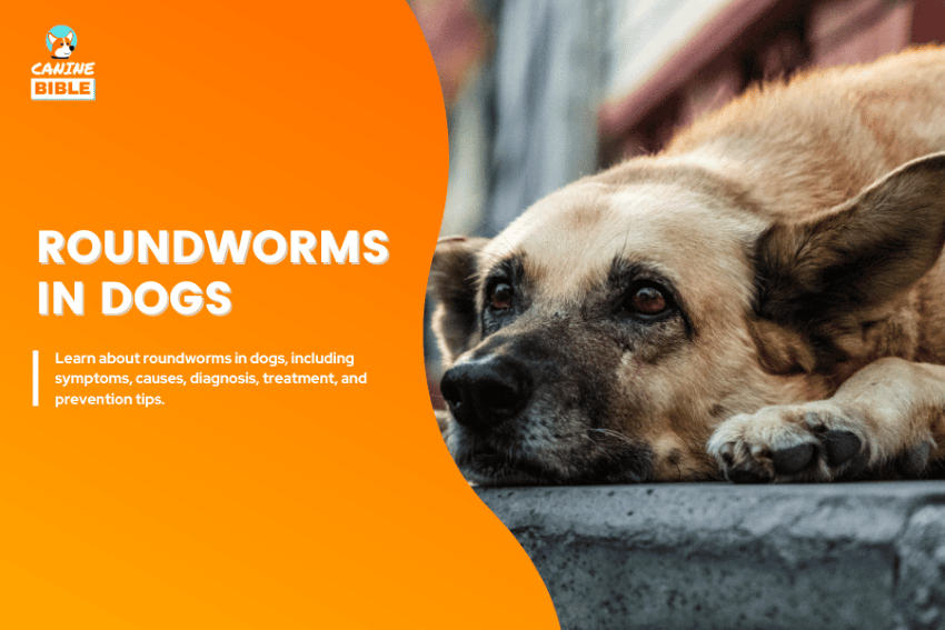 roundworms in dogs
