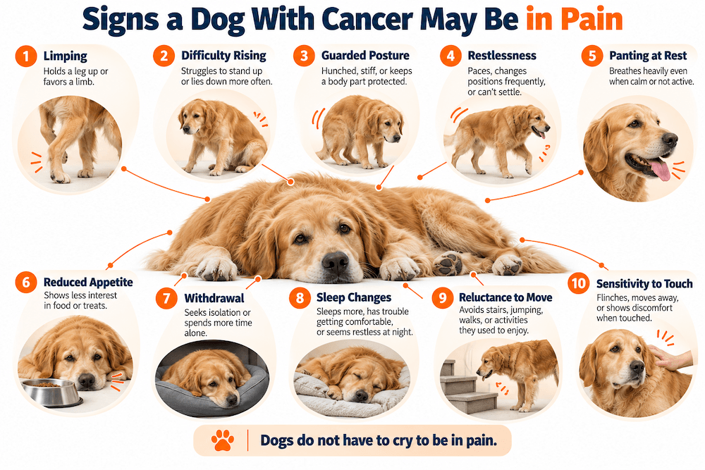 signs a dog with cancer is in pain