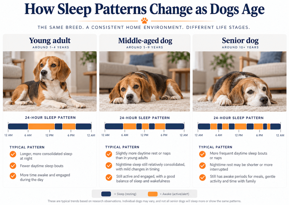 sleeping patterns change as dogs age