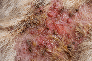 Representative image of a dog with a staph-related skin infection
