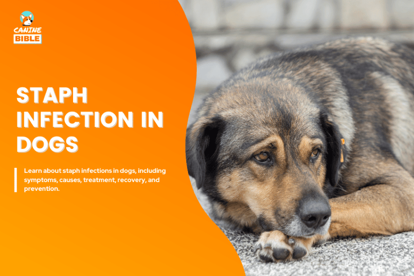 staph infection in dogs
