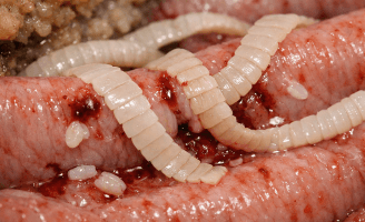 Tapeworms in dogs showing signs of intestinal parasite infection