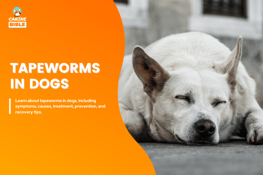 tapeworms in dogs