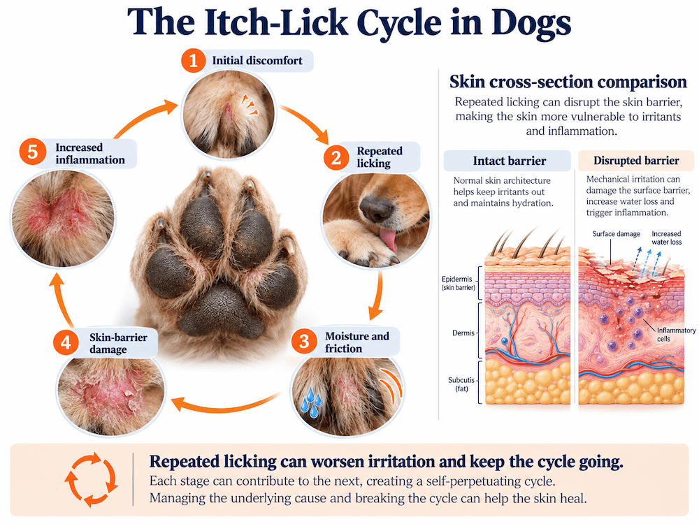 the itch-lick cycle in dogs