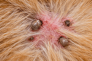Close-up representative image of a tick infestation in dogs