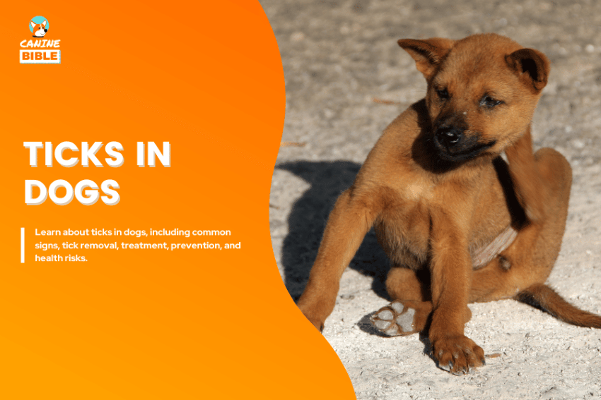 ticks in dogs
