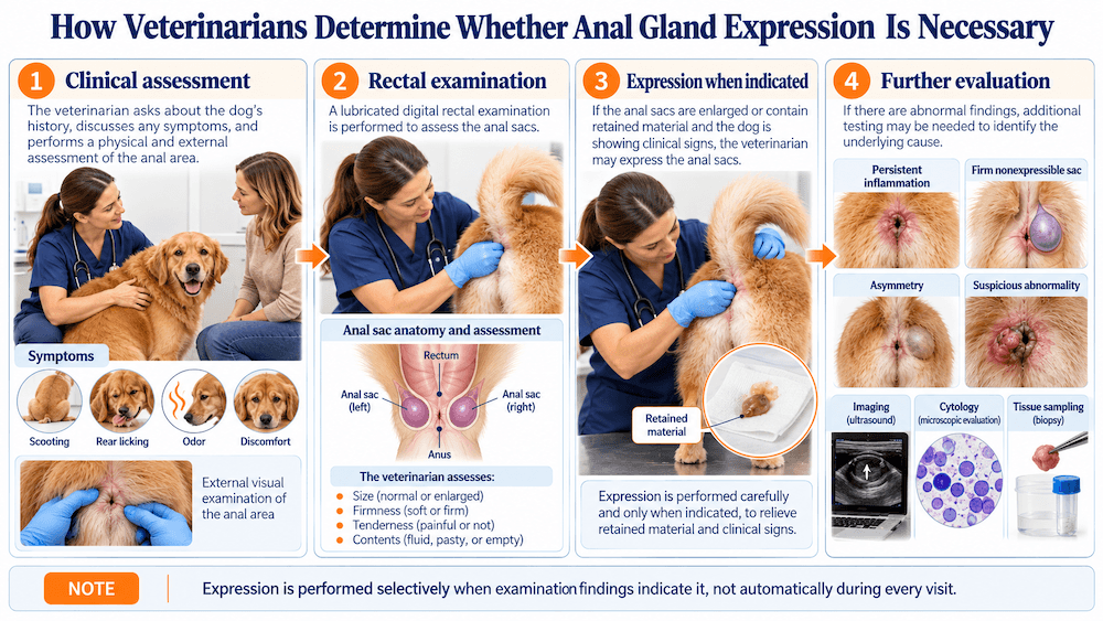 vets determine anal gland expression