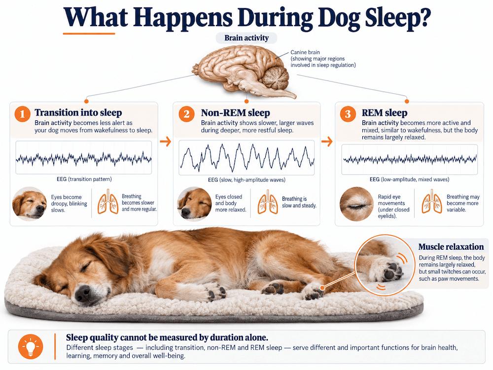what happens during dog sleep