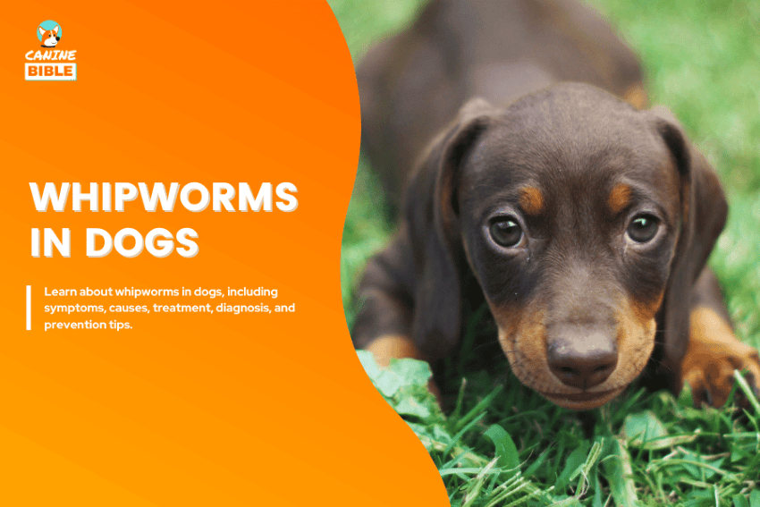 whipworms in dogs